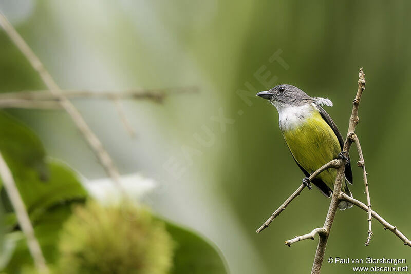 Legge's Flowerpecker female adult