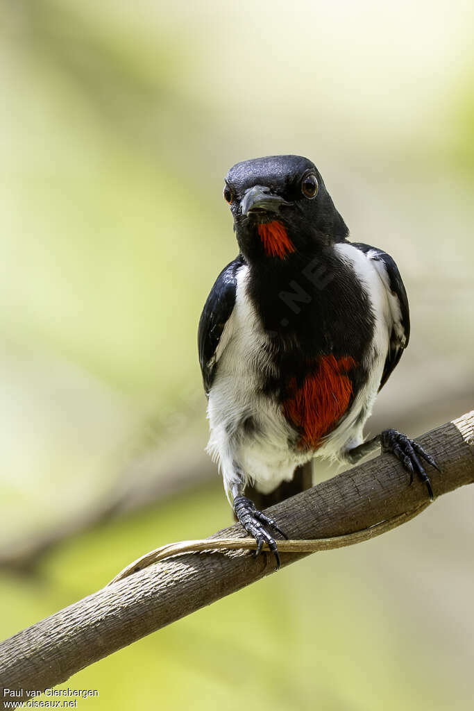 Scarlet-collared Flowerpecker male adult