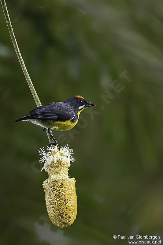 Palawan Flowerpecker male adult