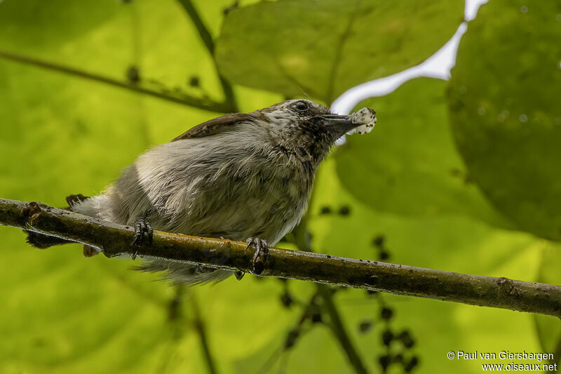 Mottled Flowerpecker female adult