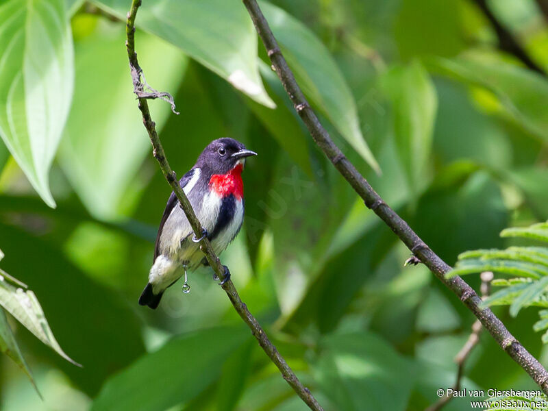 Grey-sided Flowerpecker