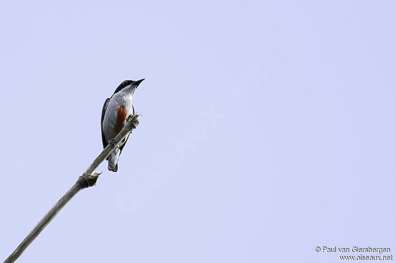 Red-keeled Flowerpeckeradult