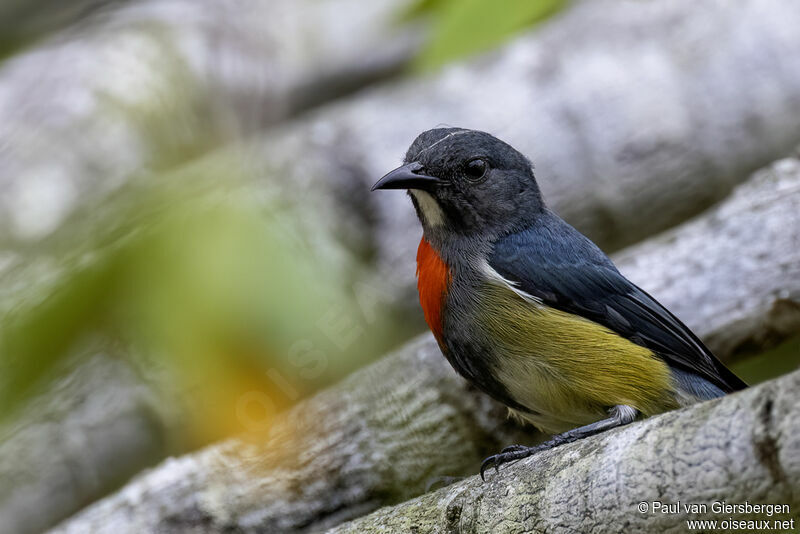 Midget Flowerpecker male adult