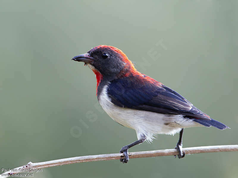 Black-fronted Flowerpecker male adult