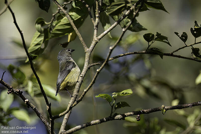 Pygmy Flowerpecker female adult