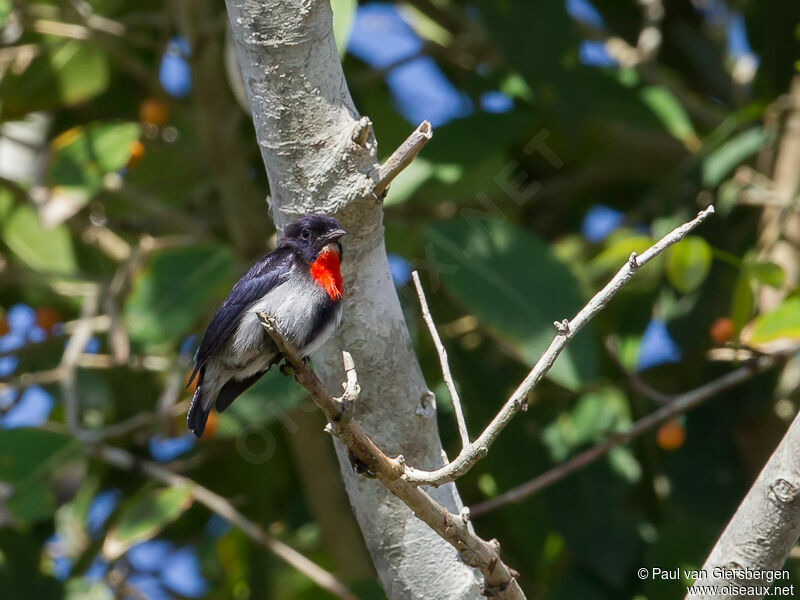 Blood-breasted Flowerpecker male adult