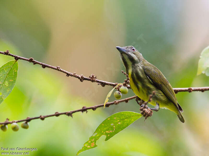 Yellow-breasted Flowerpeckeradult