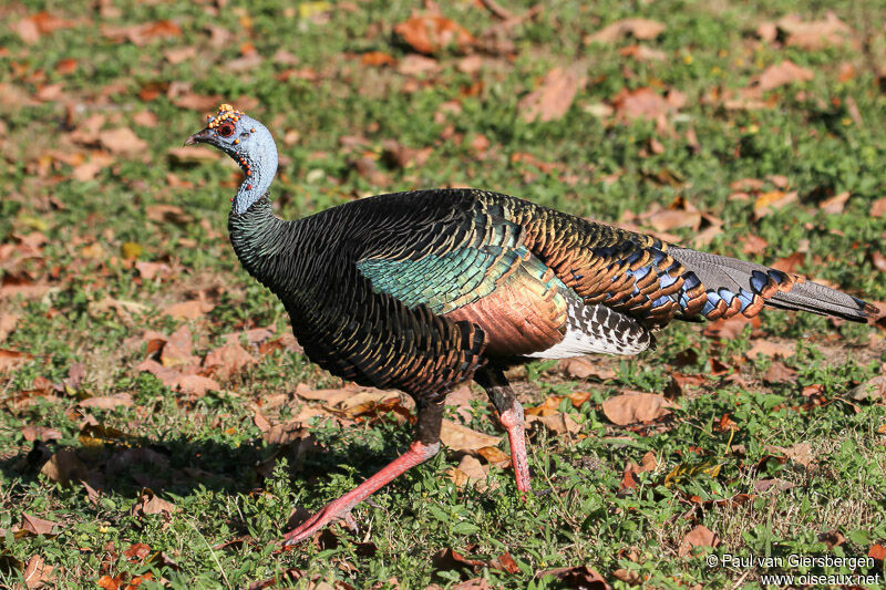 Ocellated Turkey