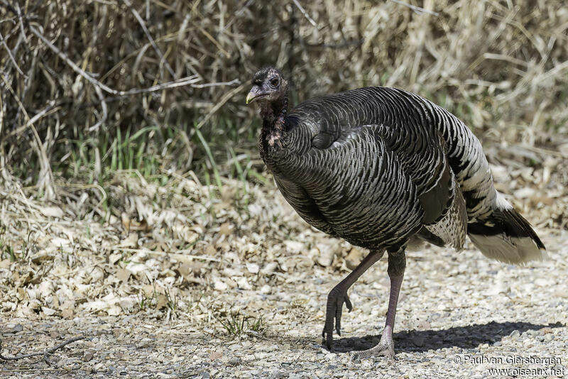 Wild Turkey female adult