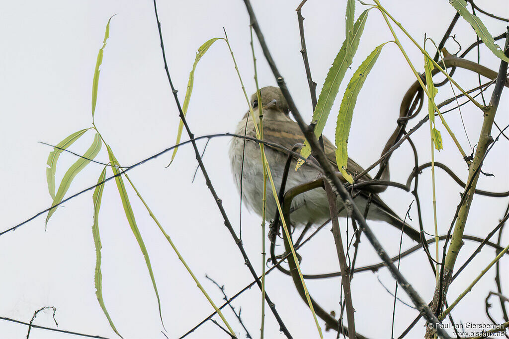 Dormilon fluviatileadulte