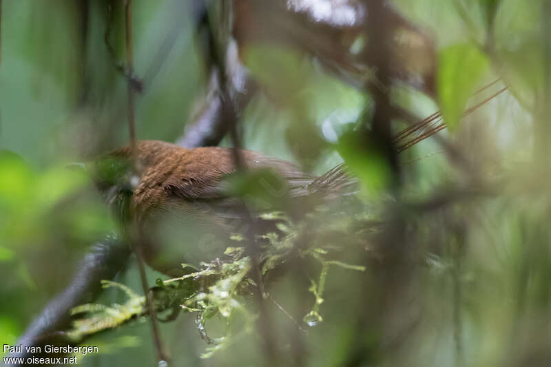 Brown Emutailadult