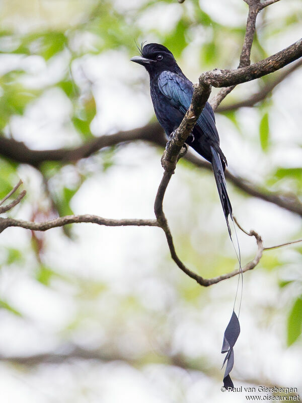 Greater Racket-tailed Drongoadult