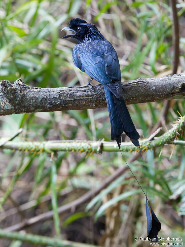 Greater Racket-tailed Drongoadult