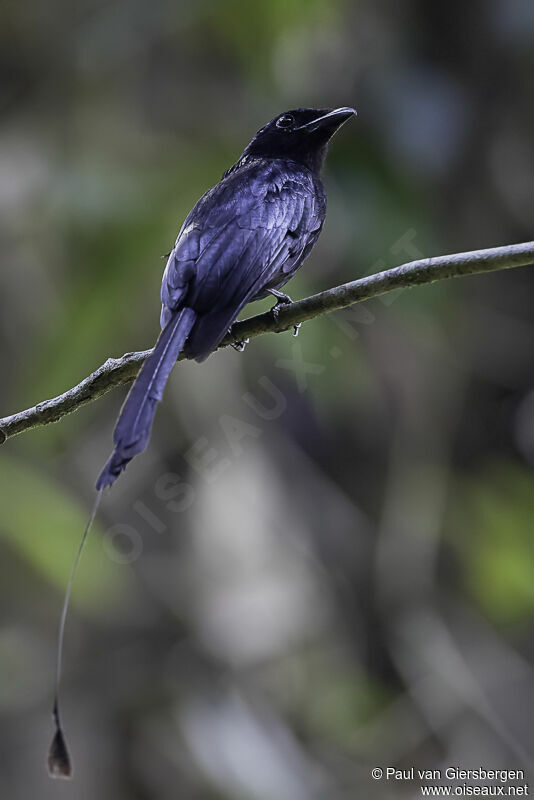 Greater Racket-tailed Drongoadult