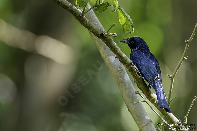 Drongo balicassioadulte