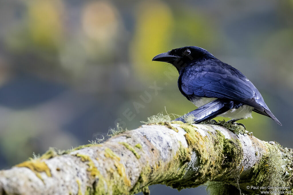 Drongo balicassio