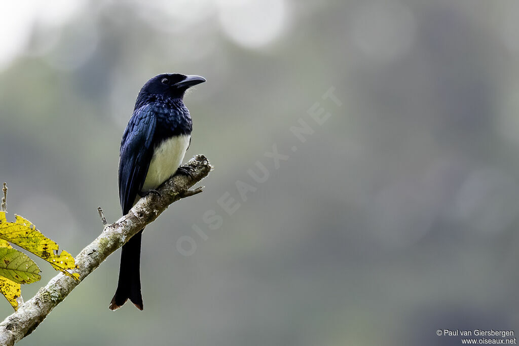 Drongo balicassioadulte