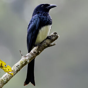 Drongo balicassio