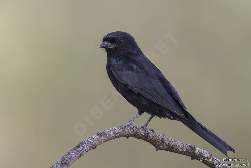 Drongo brillantadulte