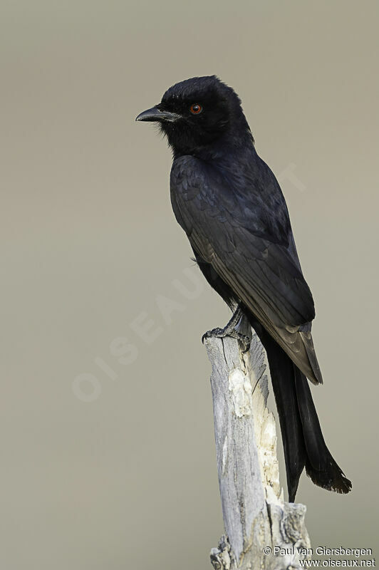 Drongo brillantadulte