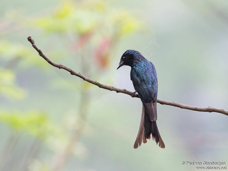 Bronzed Drongo