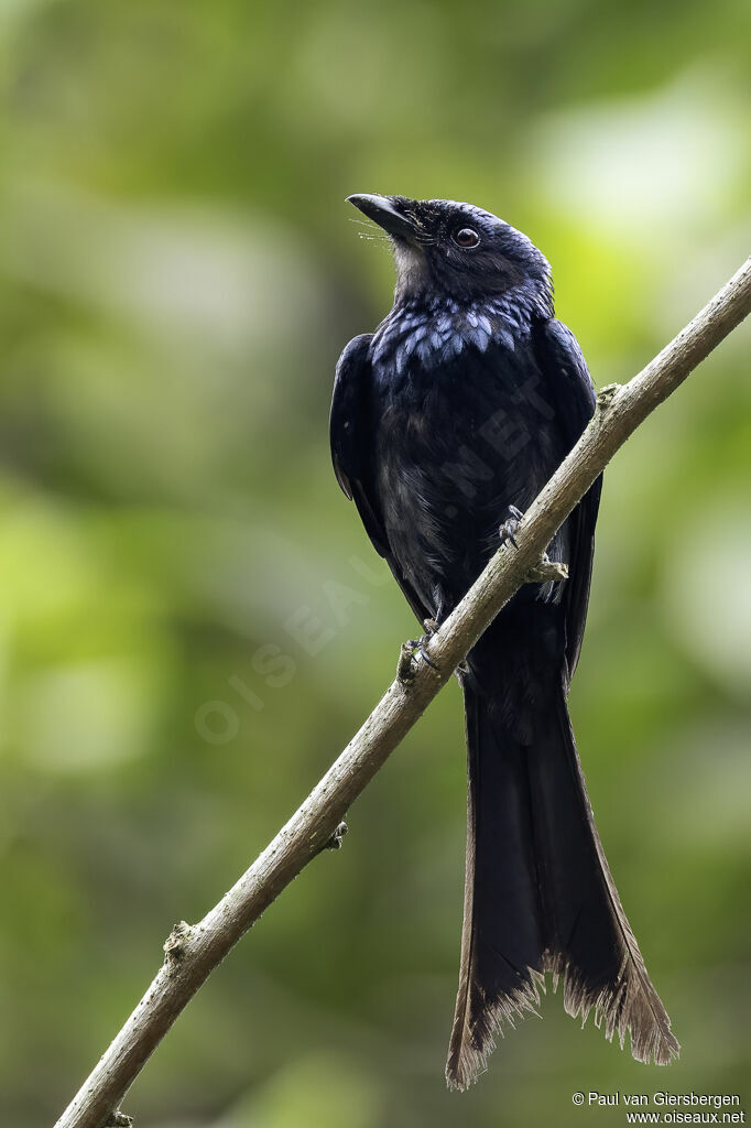 Drongo bronzéadulte