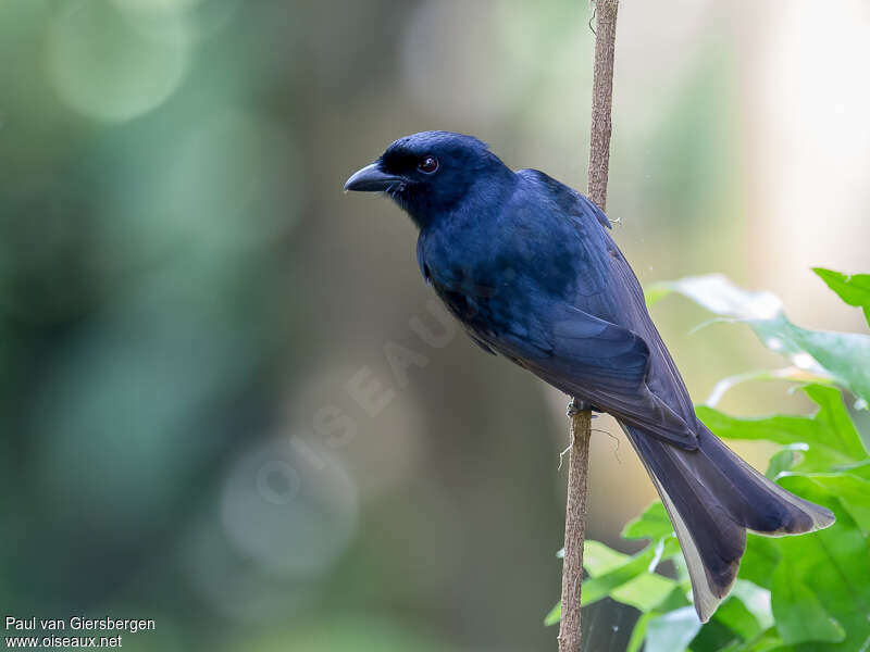 Grande Comore Drongoadult, identification