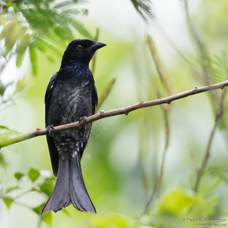 Drongo de la Sonde