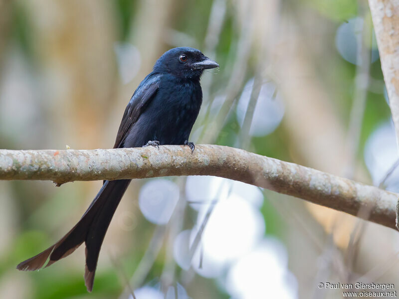 Drongo de Mayotte