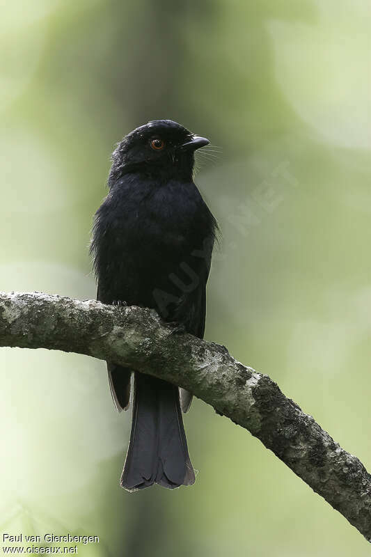 Sharpe's Drongoadult, close-up portrait