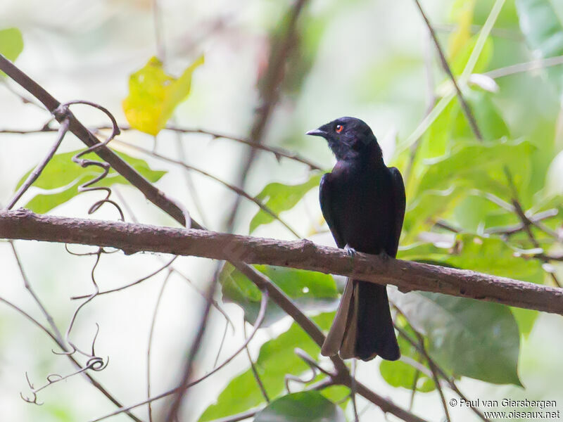 Drongo de Sharpeadulte, portrait, pigmentation