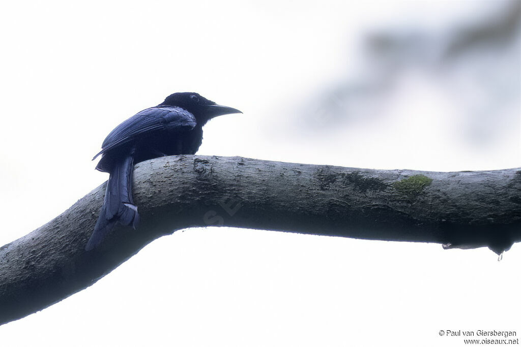 Drongo de Tablasadulte