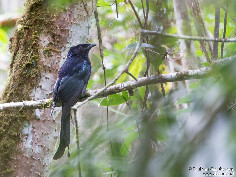 Sulawesi Drongo