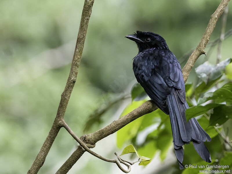 Drongo du Sri Lankaadulte