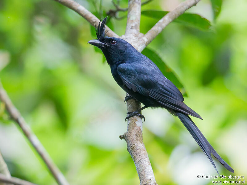 Crested Drongo