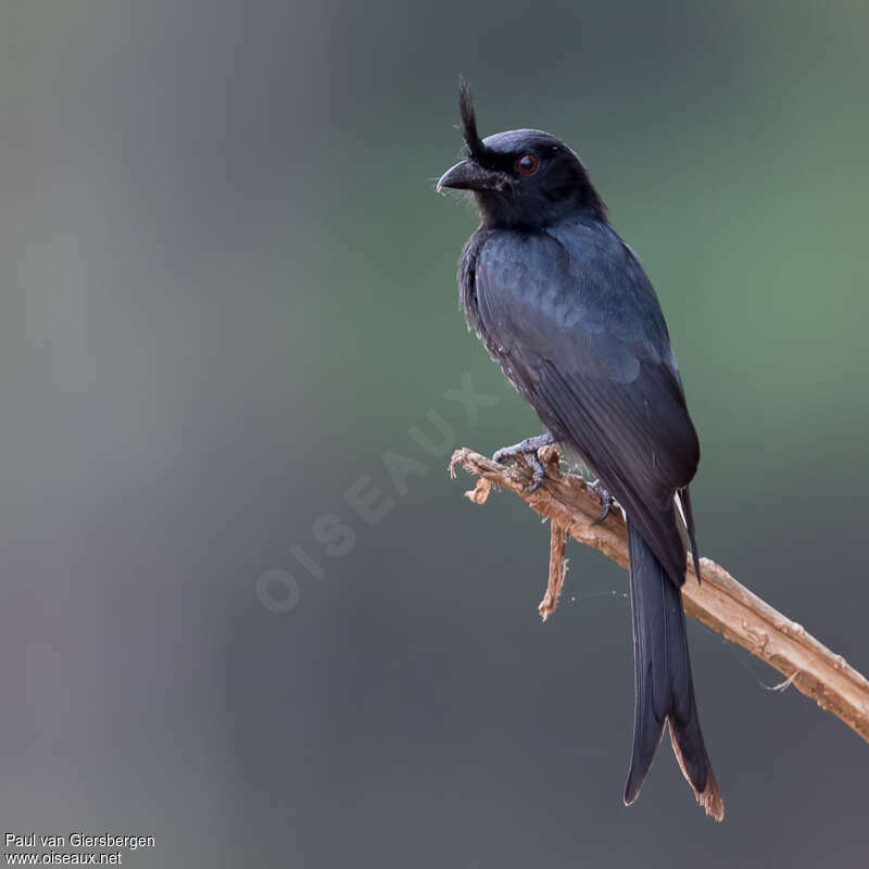 Drongo malgacheadulte