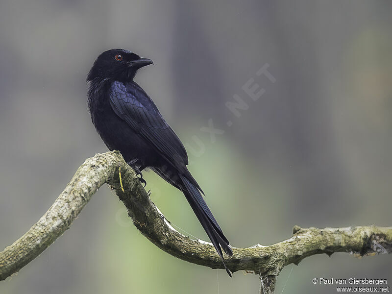 Velvet-mantled Drongoadult