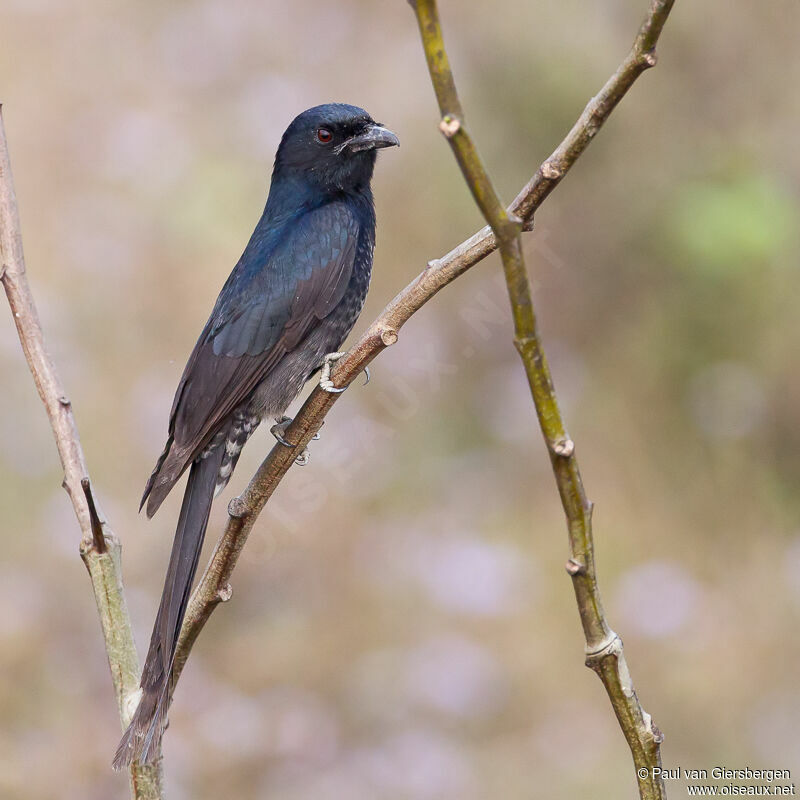 Black Drongoadult