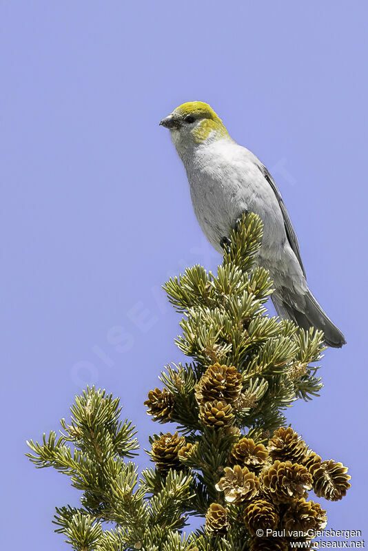 Pine Grosbeak female adult