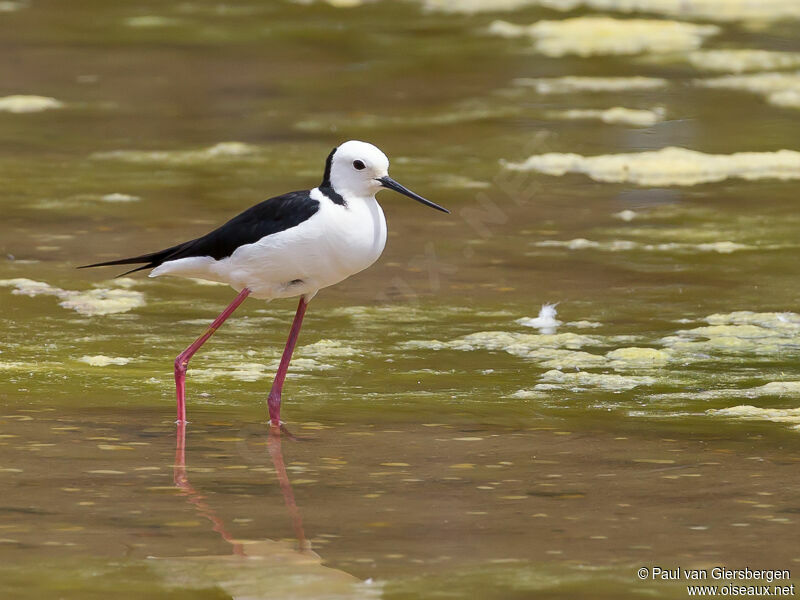 Pied Stilt