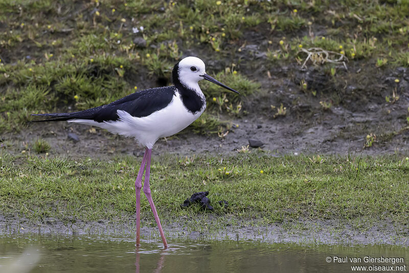 Pied Stiltadult