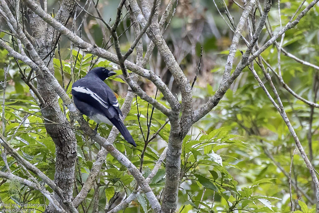 Échenilleur à ailes blanchesadulte