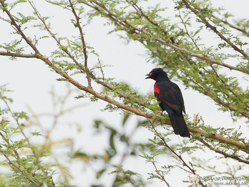 Red-shouldered Cuckooshrike