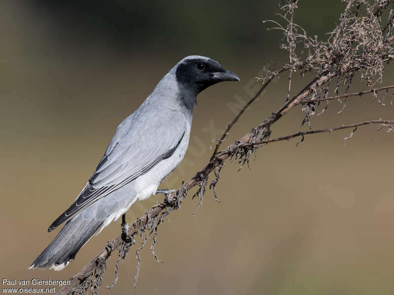 Black-faced Cuckooshrikeadult, identification