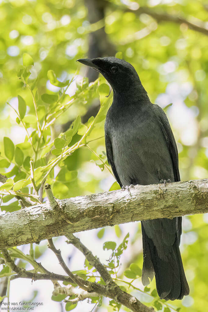 Échenilleur à menton noir mâle adulte