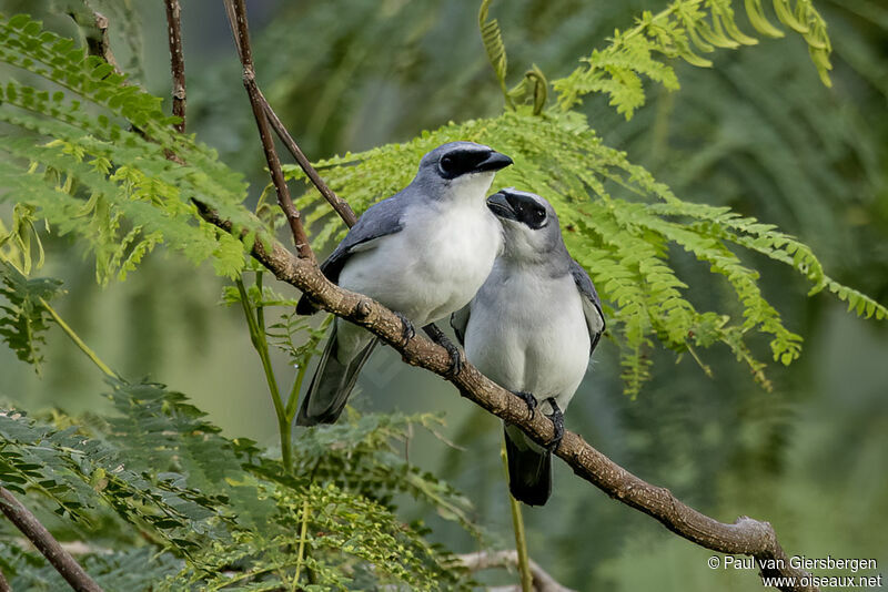 White-bellied Cuckooshrike