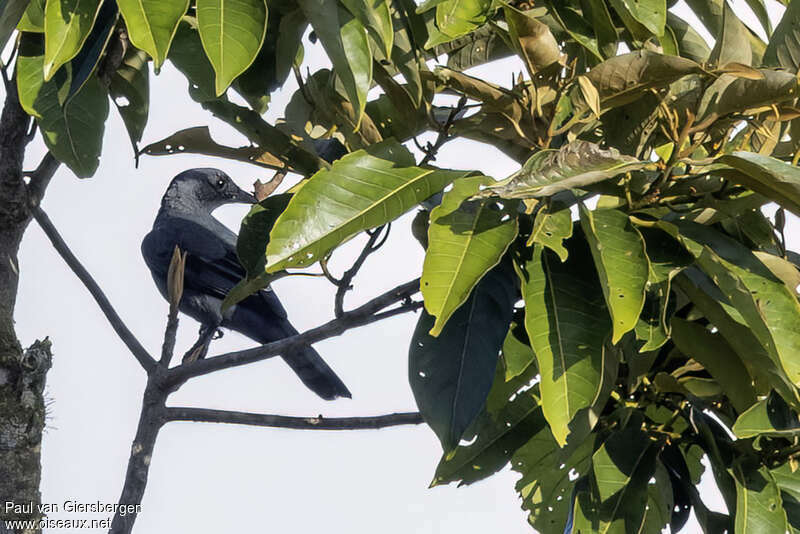 Central Melanesian Cicadabirdadult