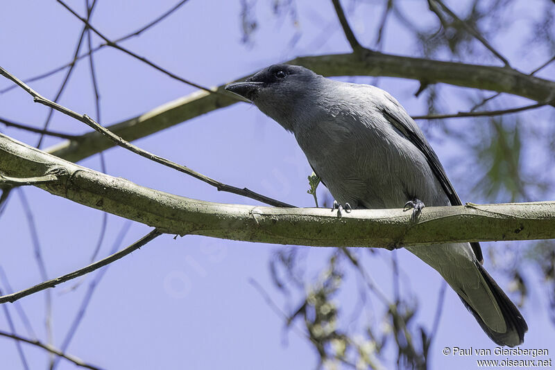 Sunda Cuckooshrikeadult