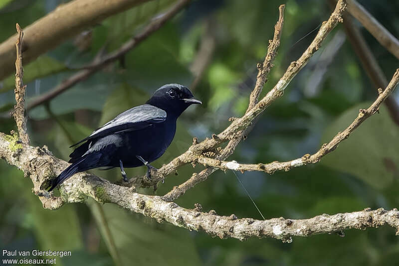 Malaita Cicadabird male adult