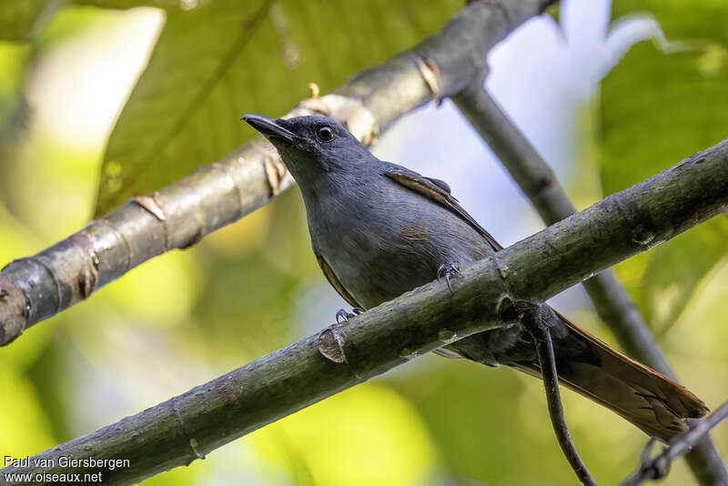 Makira Cicadabird